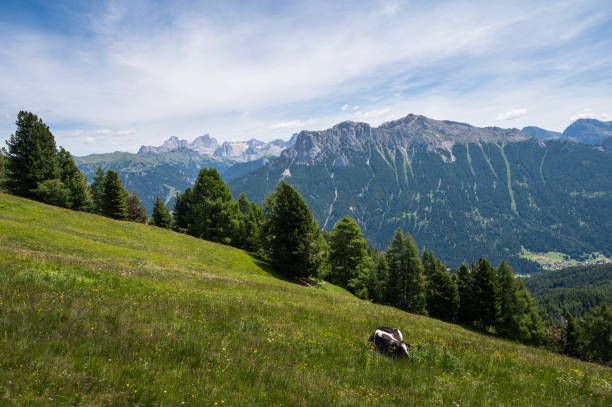 istock farm animals pasturing inside Val di Fassa, Dolomites, Italy 1942351464