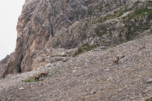 istock wild rock goat inside Dolomites, Val di Fassa, 1942355697
