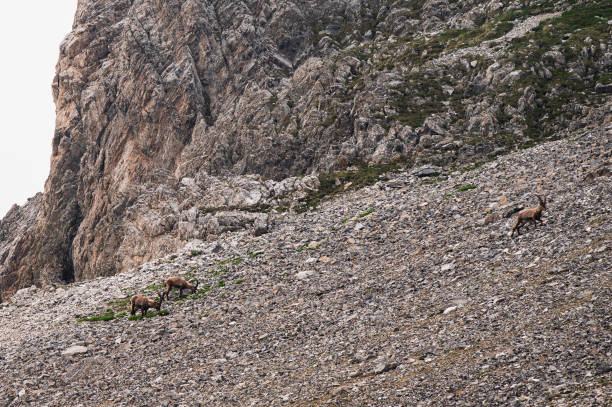 istock wild rock goat inside Dolomites, Val di Fassa, 1942355720