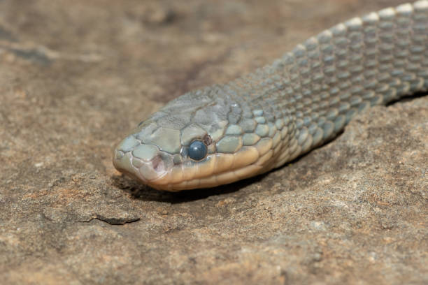 istock Cape file snake (Limaformosa capensis), also known as the common file snake 1942355888