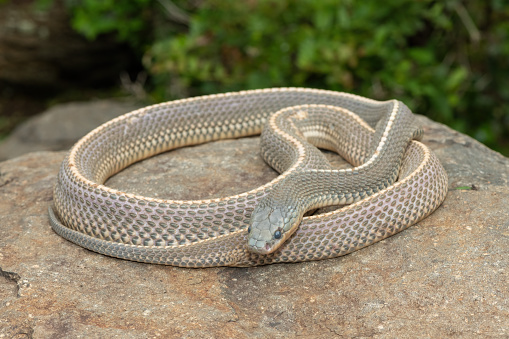 A Western hognose snake tests the air with his forked tongue while warming himself on the pavement of the Rocky Mountain Arsenal National Wildlife Refuge outside Denver, Colorado.