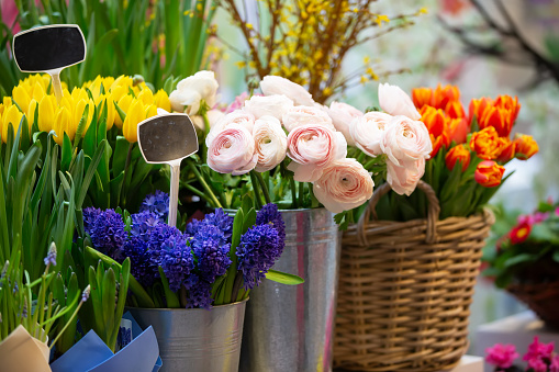Baskets with a variety of spring flowers - tulips, phlox, begonias. Showcase of a cheerful flower shop.