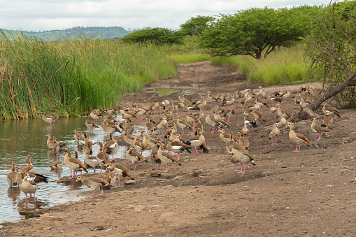 Egyptian Geese (alopochen aegyptiaca) gathered on the shoreline of a large dam in a game reserve in KwaZulu-Natal, South Africa