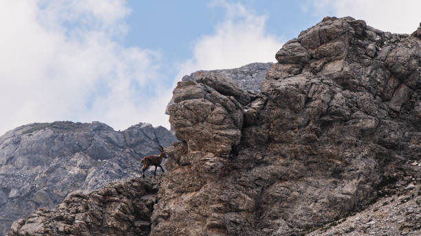 istock wild rock goat inside Dolomites, Val di Fassa, 1942358073