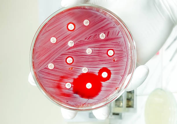 Antimicrobial susceptibility testing in petri dish. Antibiotic resistance of bacteria