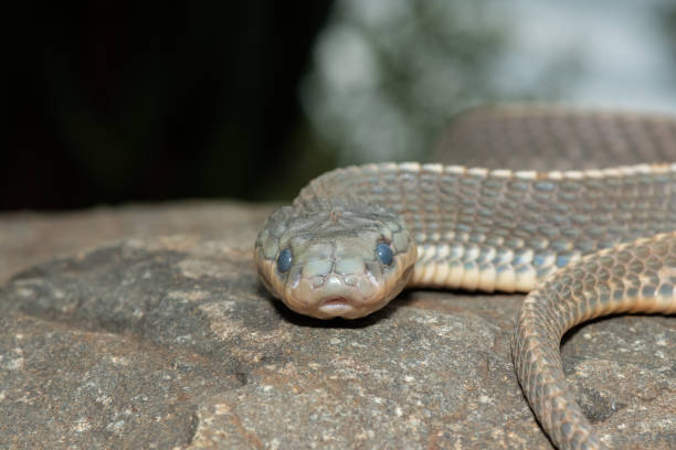 istock Cape file snake (Limaformosa capensis), also known as the common file snake 1942360759
