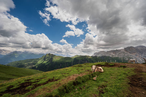farm animals pasturing inside the Val di Fassa fields with a mountain landscape in the background, Dolomites