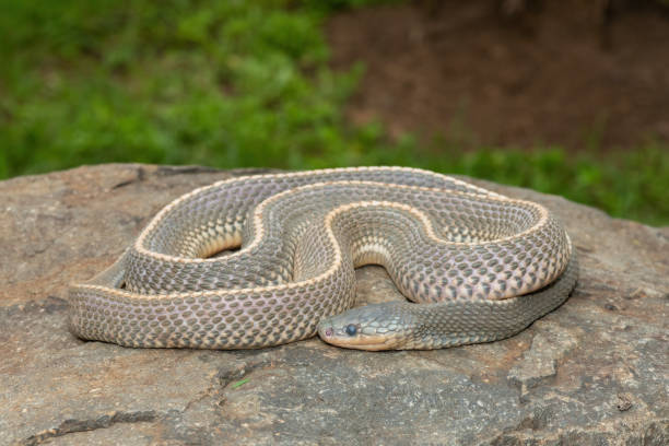 istock Cape file snake (Limaformosa capensis), also known as the common file snake 1942362865