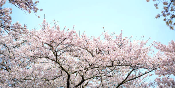 istock Panorama of cherry trees with beautiful cherry blossoms blooming. 1942381635