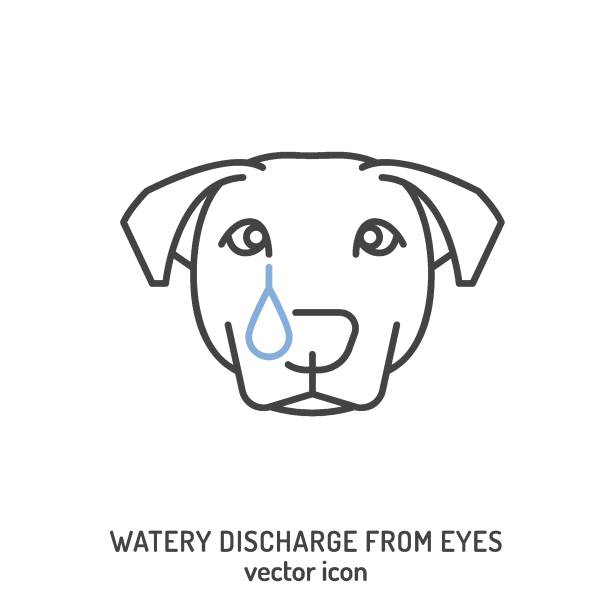 Watery discharge from dogs eyes. Common dog disease symbol. Watery discharge from dogs eyes. Common dog disease symbol. Sad crying pet. Outline icon, sign. Veterinarian concept. Editable isolated vector illustration in outline style on a white background dog-tearing stock illustrations