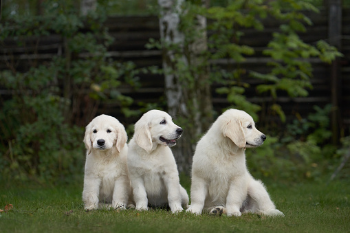 yellow golden retriever dog is sitting on the park grass and holds in his mouth blue ball while his masters caress him