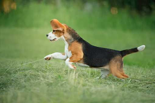 dog in nature, in the park. Beagle puppy runs and plays. Pet outside