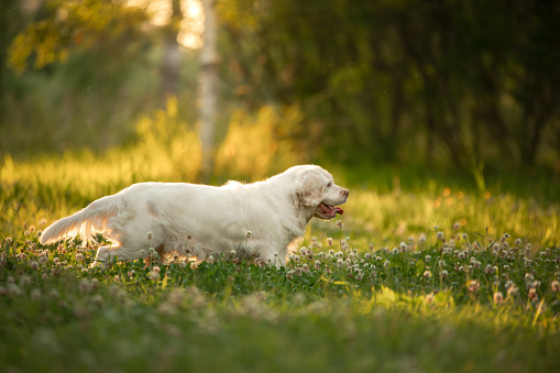 dog in the park at sunset. Clumber spaniel in nature in the grass. summer Walk with pet.