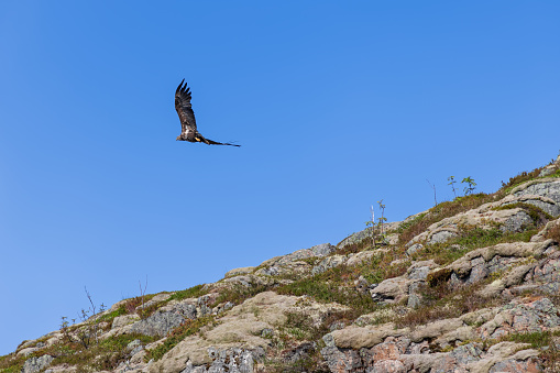 The majestic flight of a white-tailed eagle is captured over the textured landscape of the Lofoten Islands, embodying the wild essence of Arctic Norway