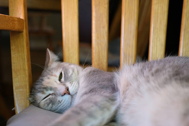 Cat sleeps on the table in the bar. High quality photo