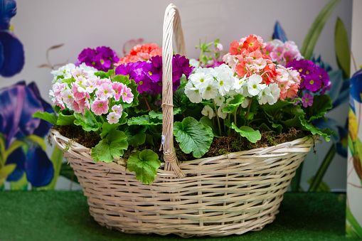 Multi-colored varieties of spring blooming primrose in a wicker basket.