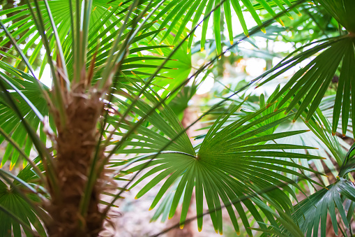 Tropical green palm leaves and shaggy trunk.