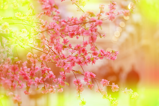 Abstract floral spring background of pink sakura in yellow lighting. The arrival of spring.