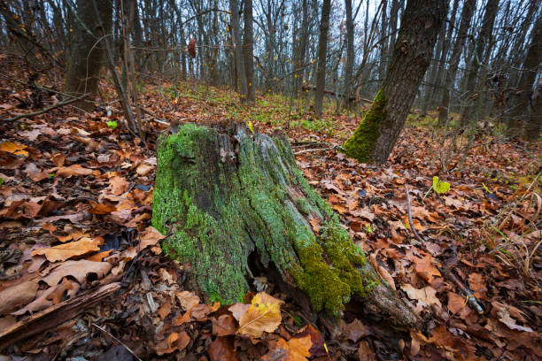 istock green moss on old dead wooden stump in autumn forest 1942414655