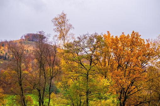 Sunny day in Autumn, trees with yellow orange, green, red leaves