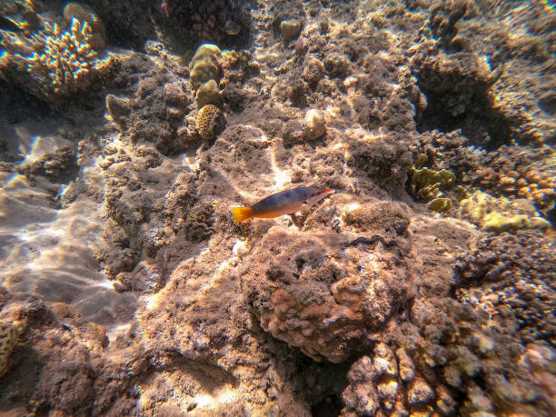 Birdmouth wrasse known as Gomphosus Caeruleus underwater at the coral reef. Underwater life of reef with corals and tropical fish. Coral Reef at the Red Sea, Egypt.