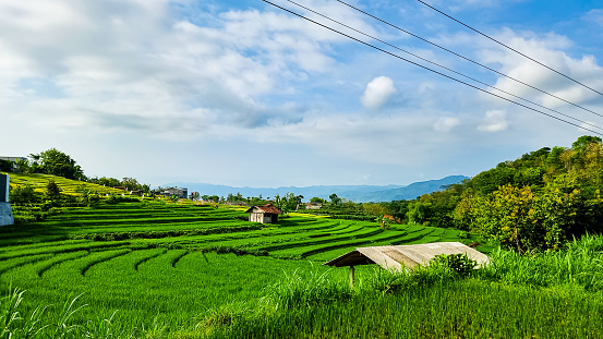Green expanse of rice fields in the village.  The planting system uses the terracing method