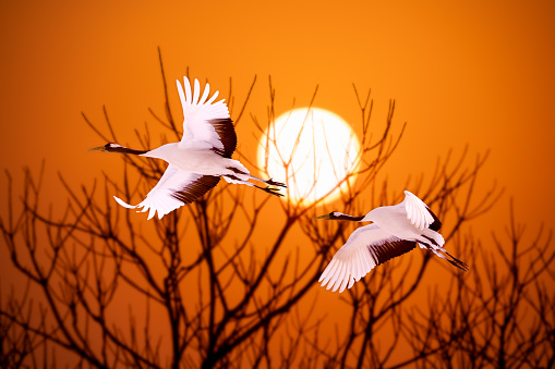Red-crowned crane in flight with sunset and tree branch tops in the background. The orange sky and dry tree silhouettes resemble a painting.