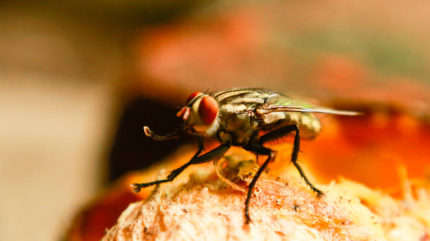 istock House fly tongue 1942449536