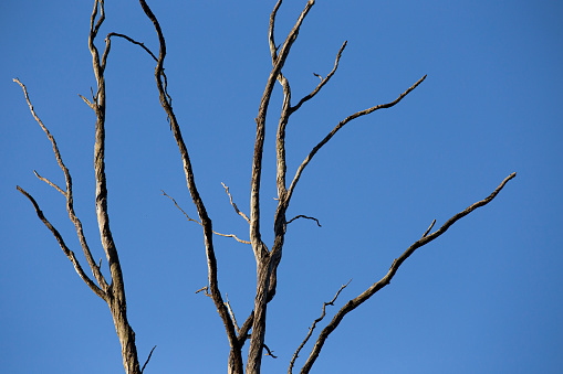 Blue and bright sky in the background, tree trunk with dried branches in the foreground