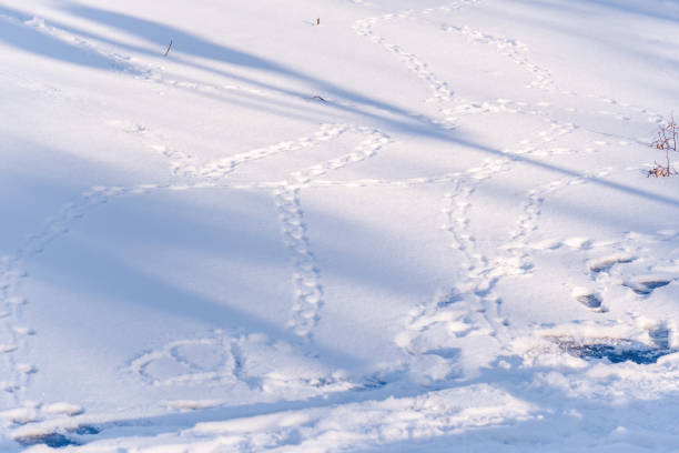Winter in park, snow fairy tail, cold day