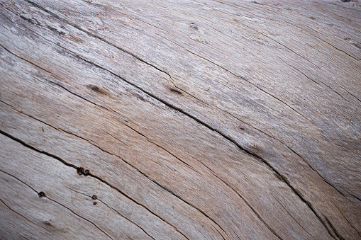 winding lines and patterns of tree bark close up. natural patterns for design and inspiration