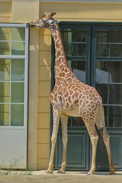 istock A magnificent giraffe stands near a building. 1942454857