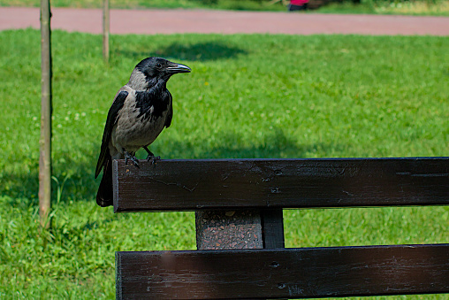 A gray crow sits on a bench waiting for food. Bright green grass. Warm summer day in the park. Wild nature. City birds. Close-up.