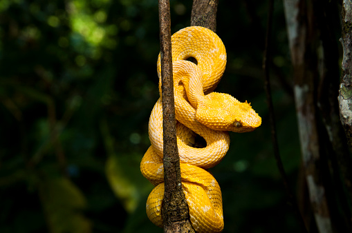 Bothriechis schlegelii, yellow eyelash viper. Photographed in the jungle, Refugio Nacional Gandoca-Manzanillo, of Casta Rica.