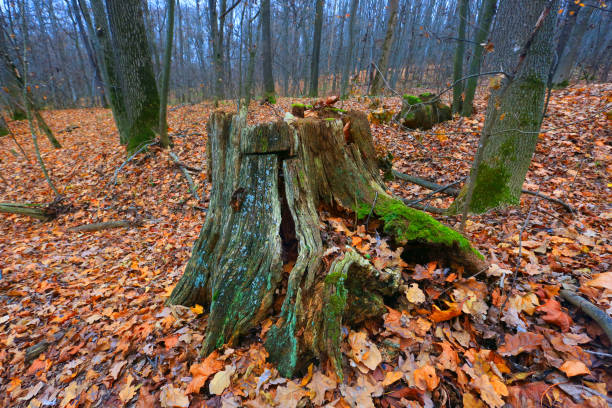 istock autumn wooden stump in forest 1942462290