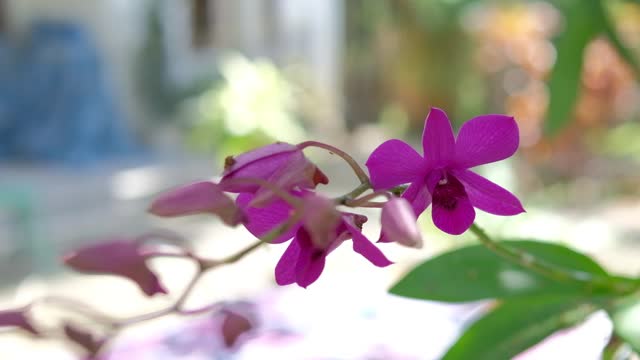 Purple orchid flower with wind blowing and bokeh background