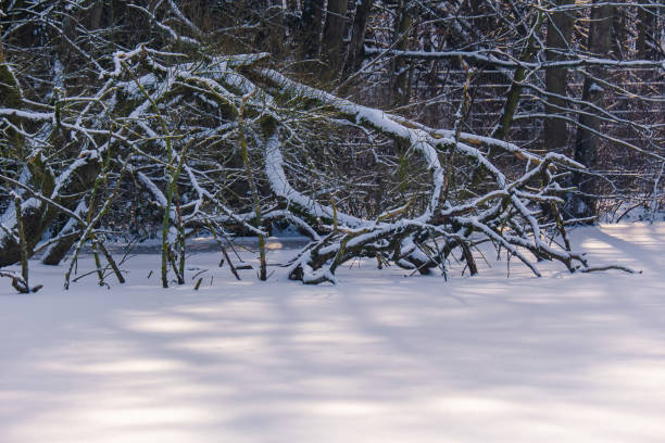 This is a winter landscape with trees in snow on a sunny day in Prospect Park located in Brooklyn, New York.