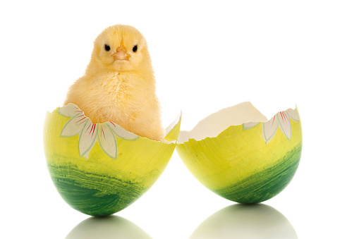 Easter image of a funny little baby chick sitting in a broken green easter egg