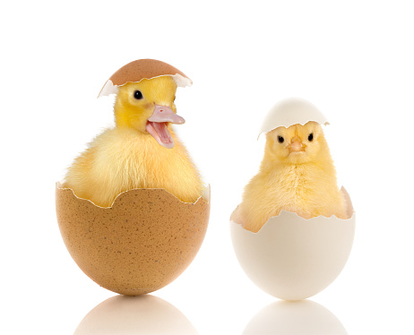 Easter image of a funny little baby chick and yellow duckling sitting in a broken egg