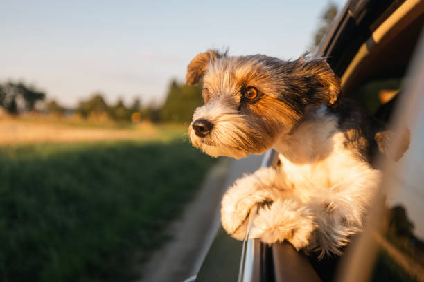 Head of happy lap dog looking out of car window. Curious terrier enjoying road trip on sunny summer day.