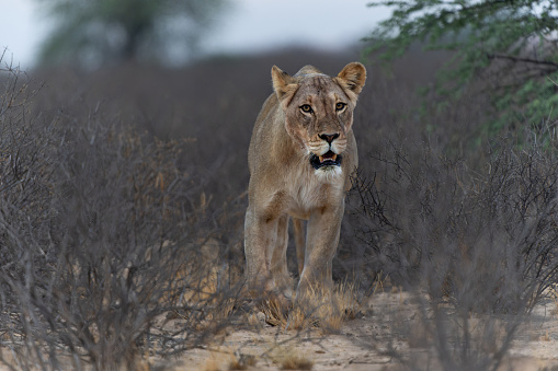 Lion (Panthera leo). Ndutu region of Ngorongoro Conservation Area, Tanzania, Africa