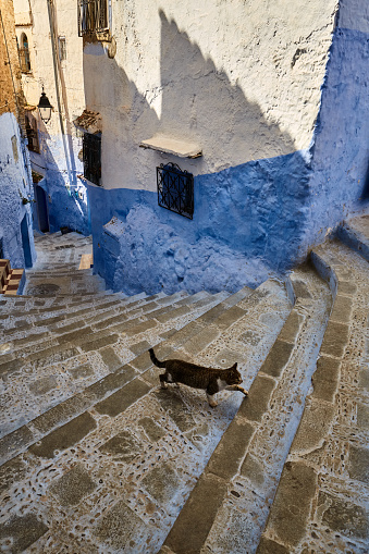 Cat walking on blue steps in Chefchaouen, Morocco, Africa.