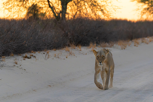 Lioness (Panthera leo) walking in the Kalahari Desert in the Kgalagadi Transfrontier Park in South Africa