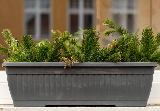 fir branches in a flower pot at the window in the city