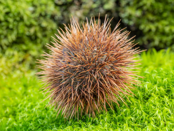 Chestnut hedgehog