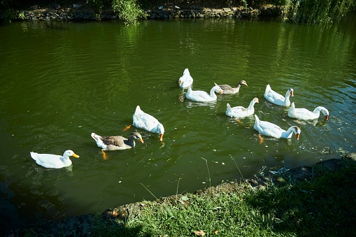 Large white duck or goose eating bread in the grass