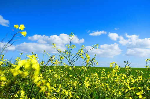 Canola plants in the field. Copy space on the blue sky.
