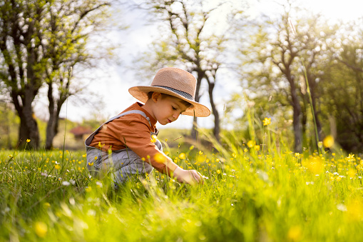 Boy in the grass picking flowers.