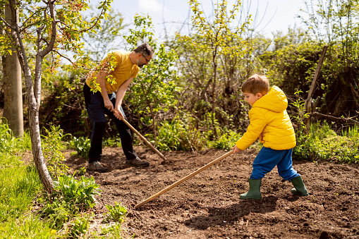 Little boy gardening with his father.