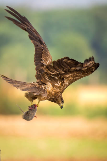 istock Black Kite with Rat Catch 1942539442